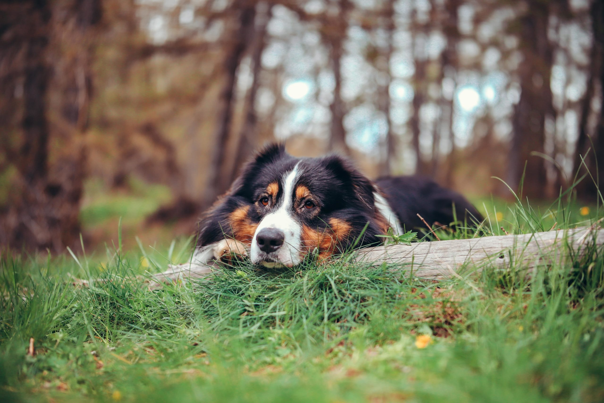Photographie canine 