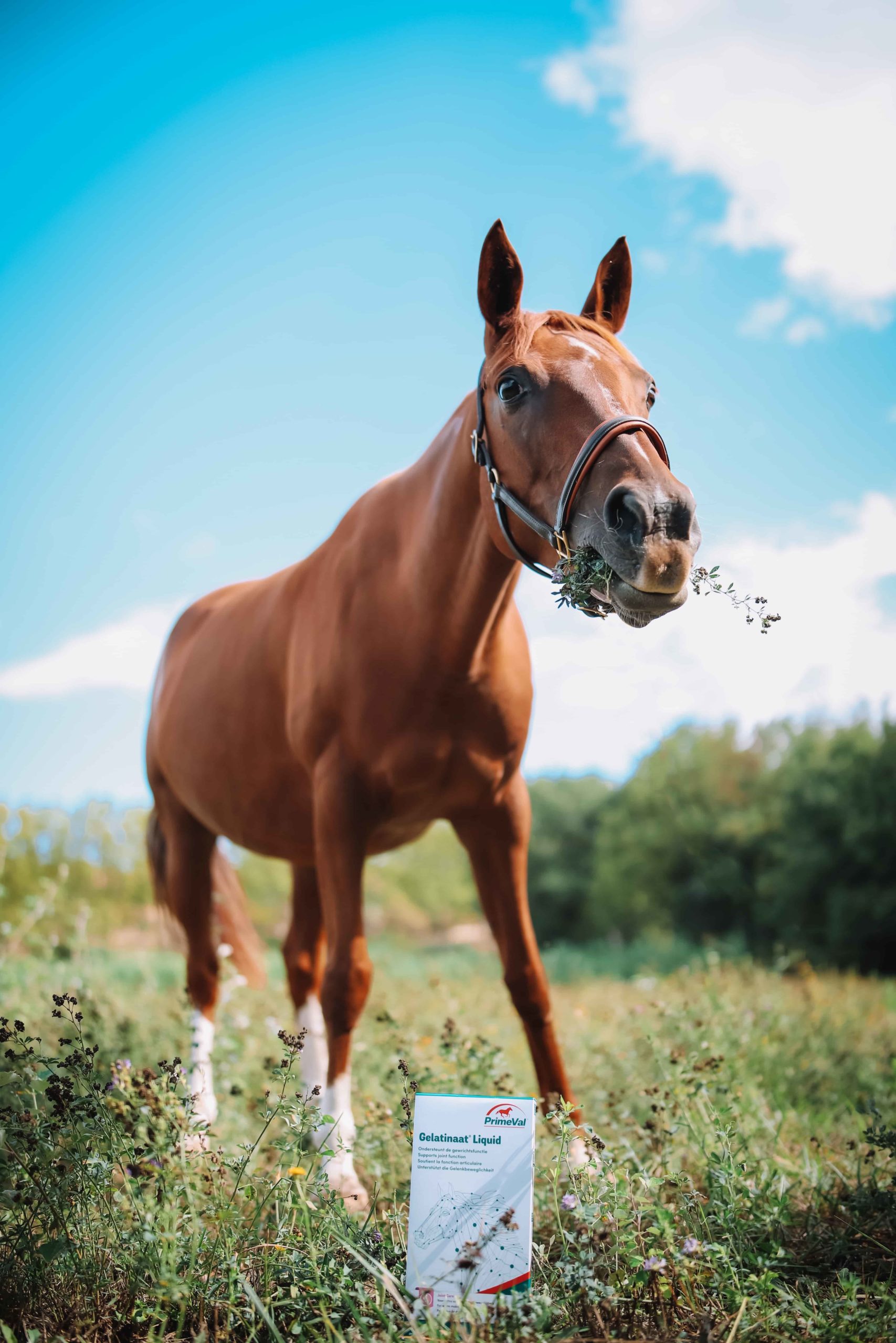 cheval naturel photo