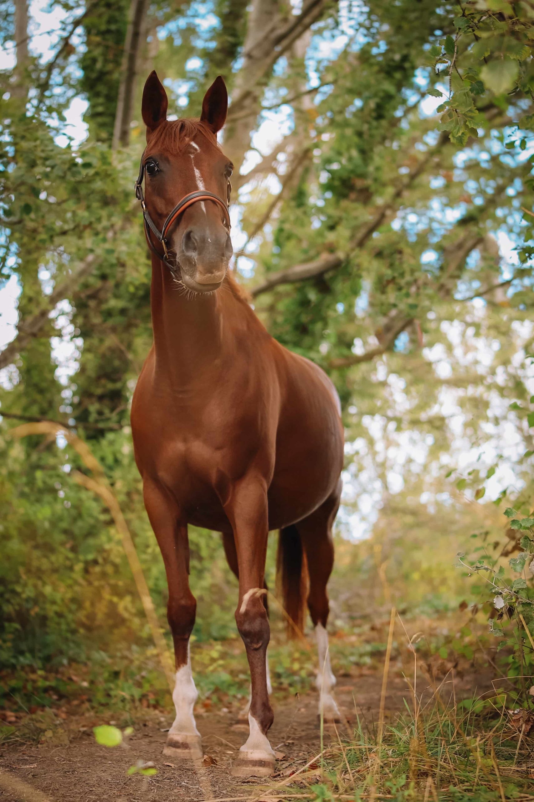 photographie cheval marque