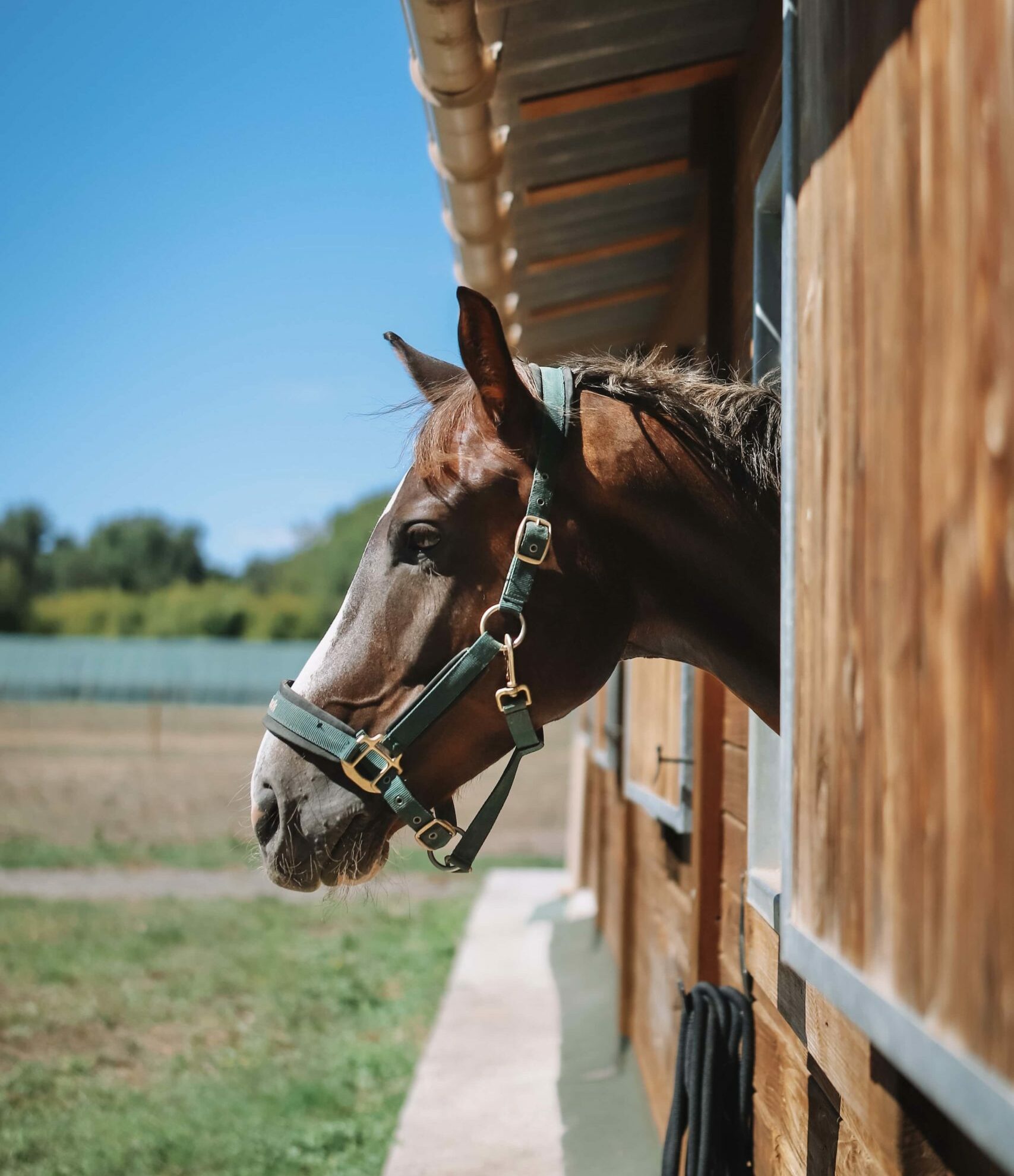 seance photo cheval box