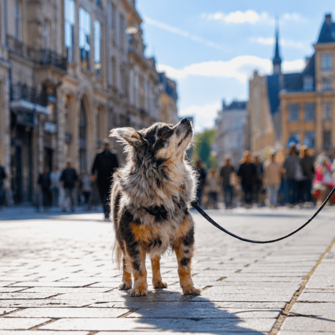 BCFP réseaux sociaux animaux