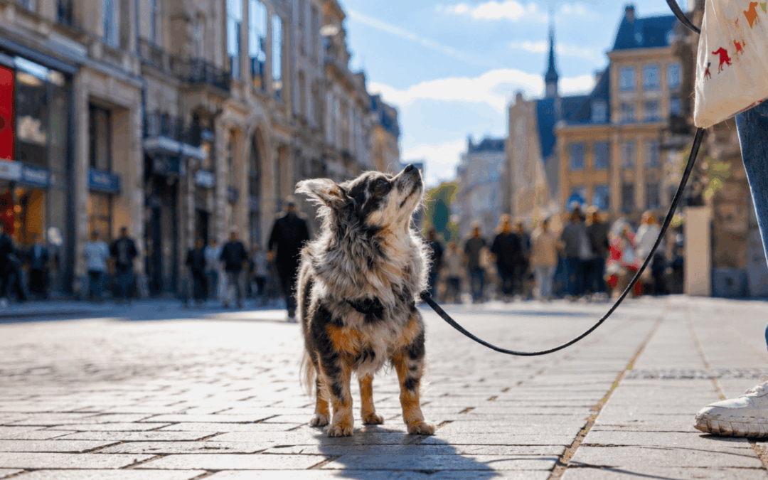 Community management pour BCFP