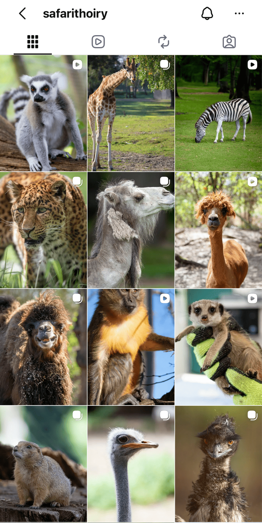feed insta thoiry avant