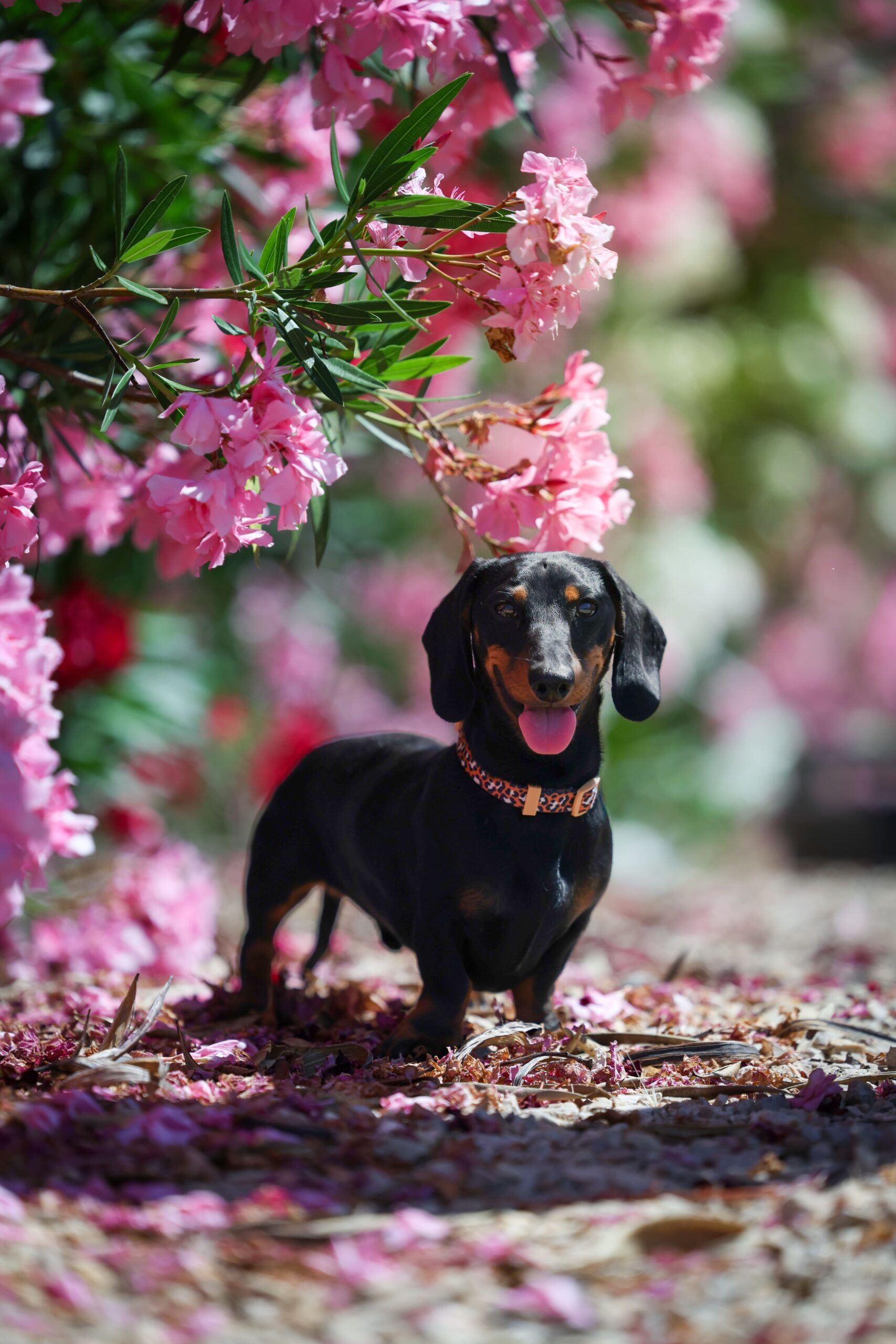Shooting photo animaux