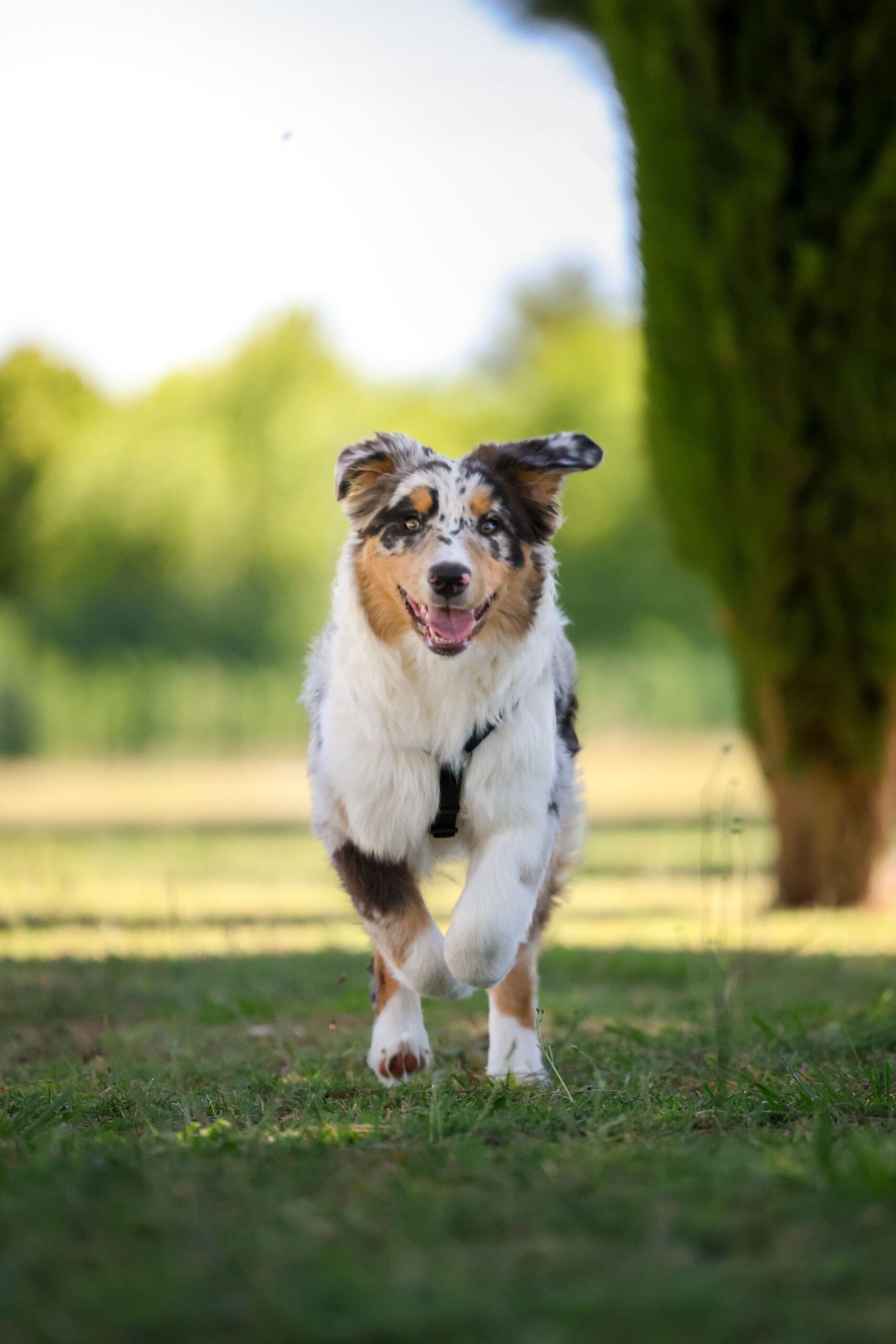 Shooting Royal Canin